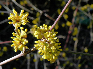 Cornus mas fleurs