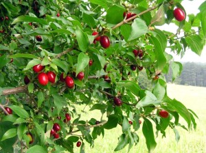 Cornus mas fruits