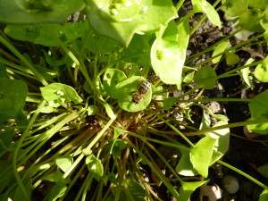 Abeille sur Claytonia perfoliata