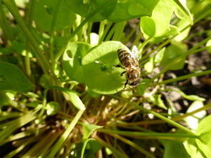 Abeille sur Claytonia perfoliata