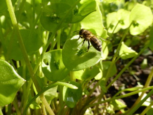 Abeille sur Claytonia Perfoliata