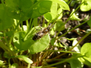 Abeille sur Claytonia Perfoliata