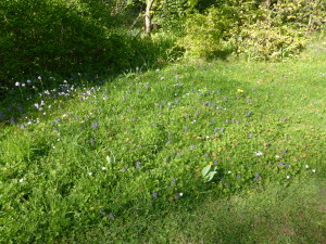 Pelouse fleurie au printemps