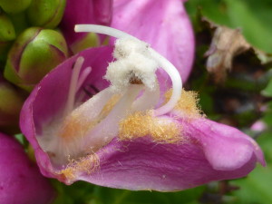 Galane: fleur découpée pour montrer les organes internes