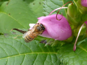 Abeille sur fleur de Galane