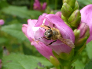 Abeille sur fleur de Galane