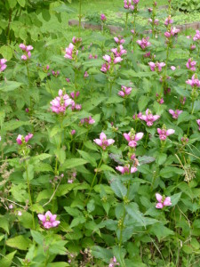 Chelone obliqua: un massif