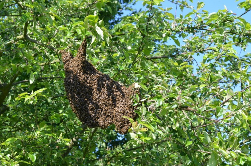 Voici comment se présente généralement un essaim d'abeilles
