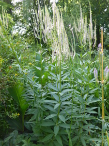 Veronicastrum virginicum