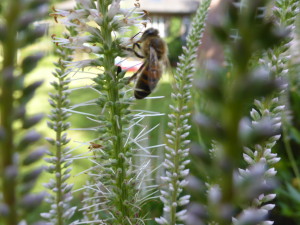 Abeille sur Veronicastrum