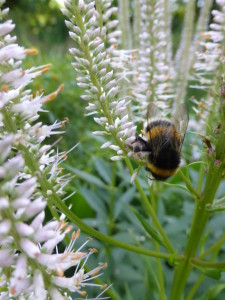 Bourdon sur Veronicastrum