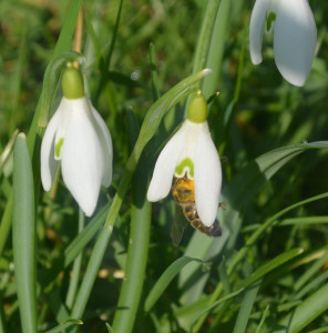 La reine houspille illico quelques éclaireuses, quelques abeilles disons d’un certain âge qui se souviennent encore de ce qu’est le butinage