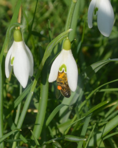 Sapristi, c’est tout à fait exact. Ces perce-neige sont bourrées de pollen, on se croirait le premier jour des soldes. Elles s’en remplissent deux sacoches entières, pardon deux corbeilles à pollen...