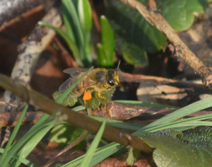 Juste le temps de réarranger ces pelotes de pollen orange vif; heureusement, elles ont emmené exprès un peu de miel pour que cette « boulette » colle bien ensemble