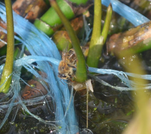 C’est pour cela qu’il existe toute une organisation des courses, et que certaines se dévouent à la corvée de l’eau…en aspirant de leur trompe la boisson qui n’a que quelques degrés