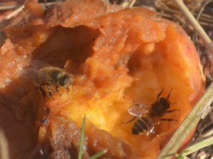 Encore d’autres trouvent une source inespérée de sucre dans ces pommes « gueule de mouton » échappées à la vigilance de l’hiver; cette dernière photo montre comme elle touchent la pomme de leurs antennes afin de goûter avant de se servir…