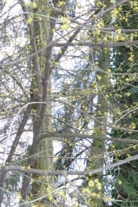 Le cornouiller mâle fleurit en février sur le bois nu.