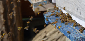 Sacré printemps cette année, on se bouscule aux entrées de ruches ce dimanche enfin ensoleillé