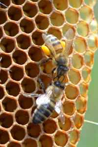 Où avez-vous déniché ce beau pollen jaune ? demande l’abeille Antoinette