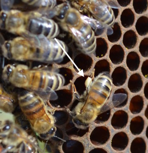 « Qui veut de mon pollen blanc ?...Mangez varié a conseillé la Reine »   s’écrie l’abeille Madeleine….vous serez plus fortes contre les virus 