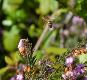 « Hourra »  dit encore une autre…j’ai trouvé l’endroit à nectar indiqué par ma grande soeur