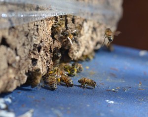 A l’entrée les gardiennes veillent aux contrôles des entrantes… «  pas question de laisser entrer les pillards comme les bourdons