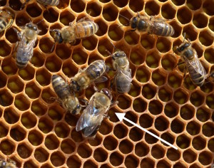 Au pays des abeilles tout le monde est sur le pont….tout le monde ? oui, sauf ? les mâles ! Tiens, ils sont de retour ces fainéants, avec leurs yeux en forme de grain de café.