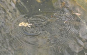 Ils ont quelque chose en commun avec la grenouille de tantôt non ? 