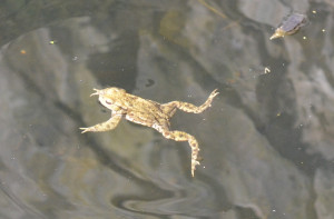 La grenouille a remis son  maillot et se moque gentiment de la porteuse d’eau 