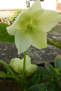 ... une plante vivace qui offre du pollen au printemps