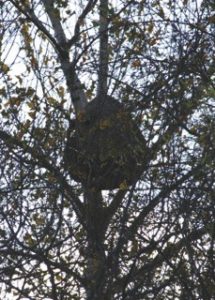 Vespa Velutina découvert dans le Tournaisis