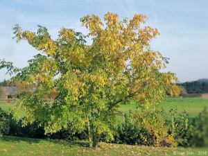 Tetradium Daniellii de 7 ans - il fleurit depuis 3 ans