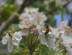 Grand écart sur fleur de pommier; photo Ch.Schramme