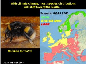 Evolution attendue de la distribution de Bombus Terrestris dans une hypothèse de "Business as usual"