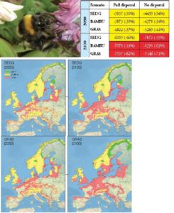 Evolution bombus hortorum 2