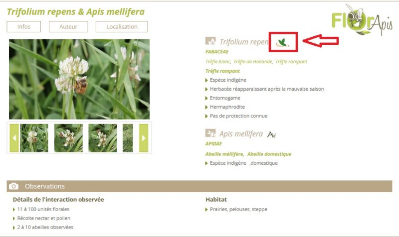 Trifolium repens 1