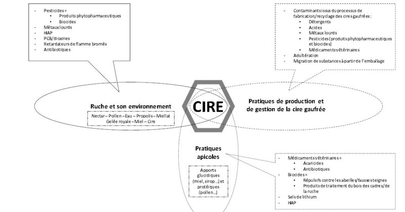 Voies de contamination de la cire